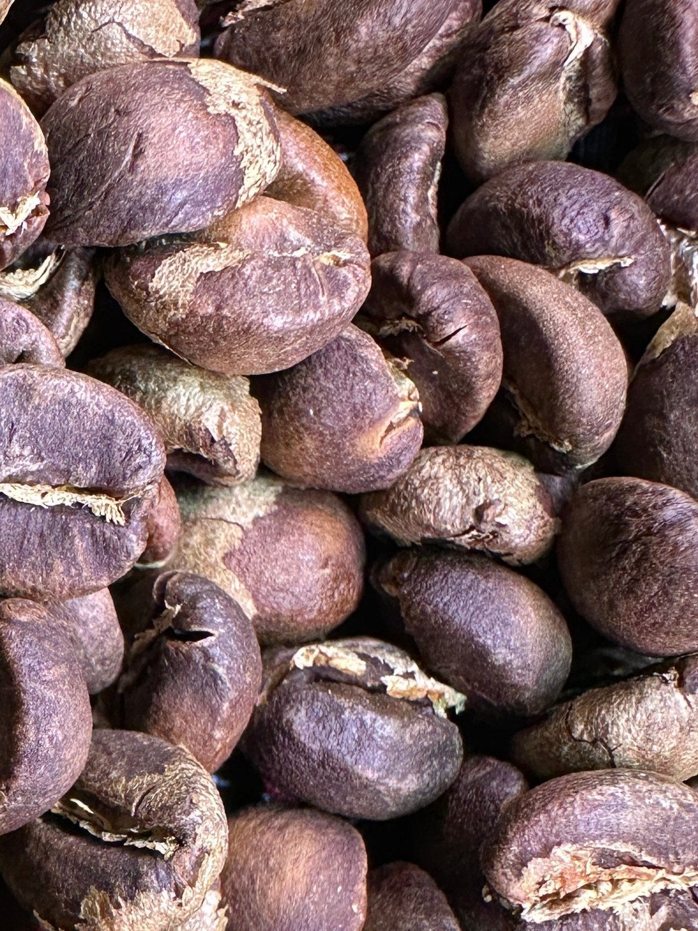 Several light roasted Kenyan coffee beans