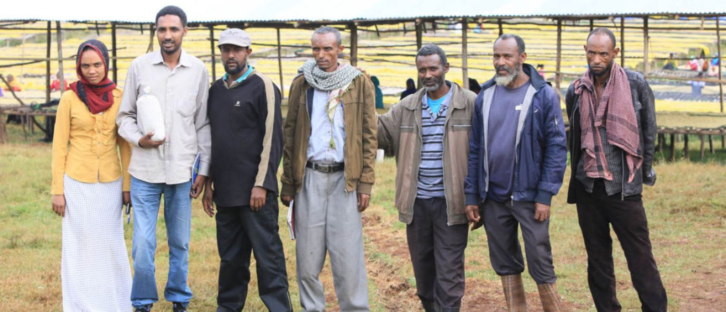 Seven Ethiopian cooperative stakeholders stand near parchment coffee raised drying beds.