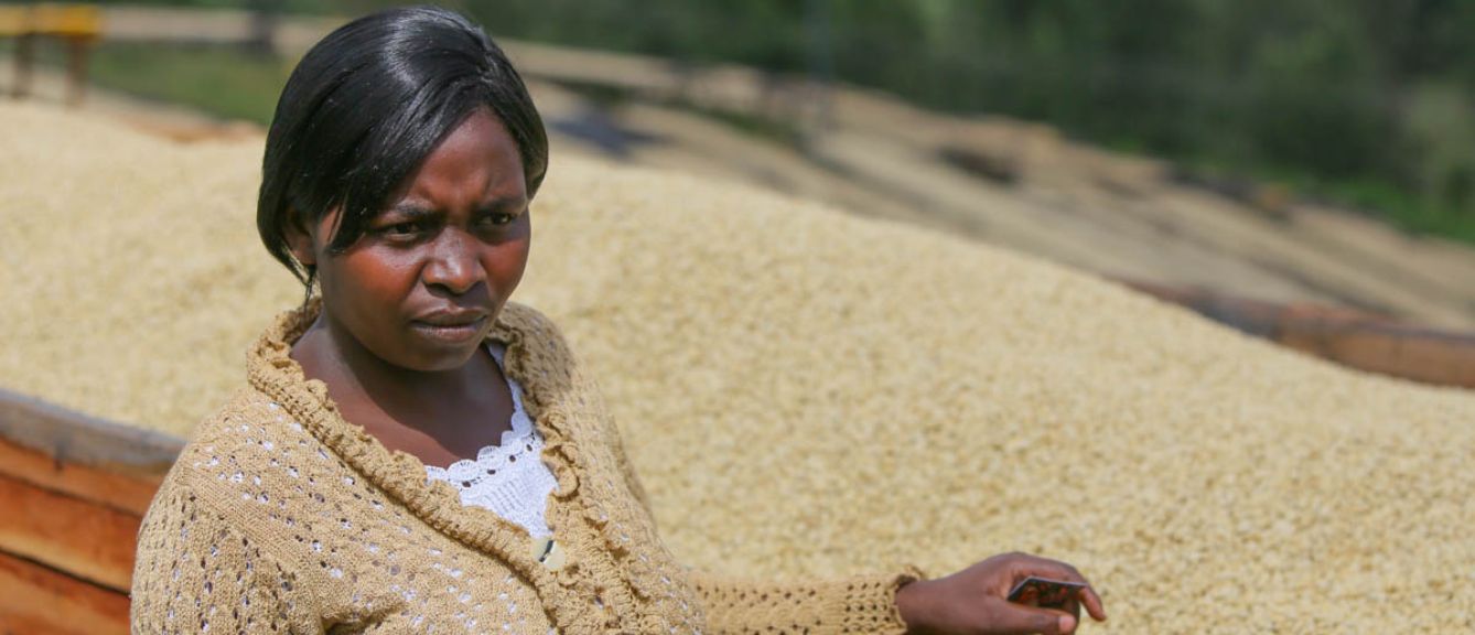 Woman Kenyan mill employee has hand on drying parchment coffee, looking at something off camera.