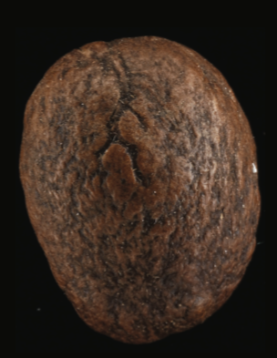 High-resolution photograph of a single light roasted Guatemalan coffee bean.